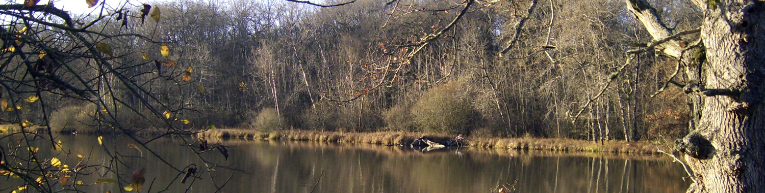 Chasse canard etang