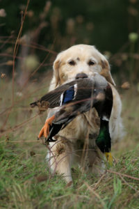 Chasse aux chiens courants