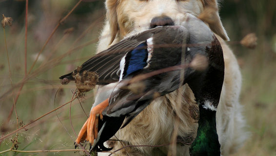 Chasse aux chiens courants