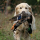 Chasse aux chiens courants