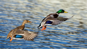 Chasse du canard colvert autorisée