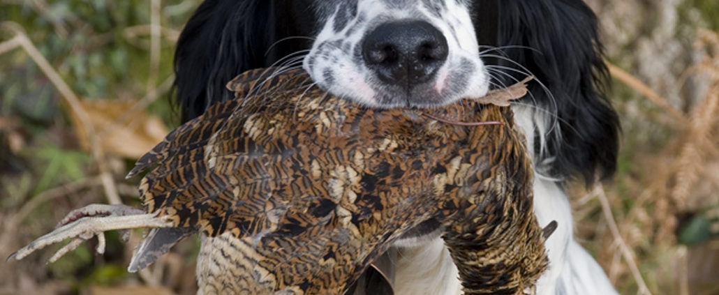 Chasse à la bécasse dans la Nièvre