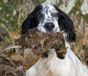 Chasse à la bécasse dans la Nièvre