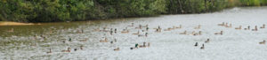 La chasse aux canards