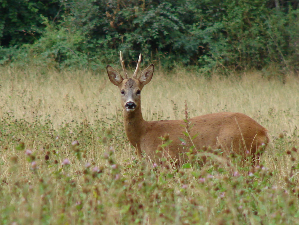 Sud Chasse