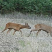 Sud de France Chasse