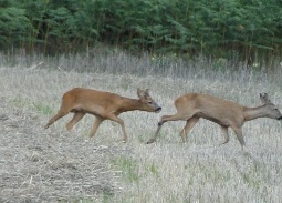 Sud de France Chasse