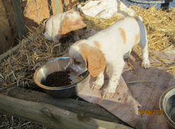 Chasse au chien d'arrêt