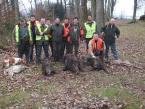 Ferme sur gros sanglier