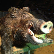 Séjour chasse au sanglier en Bourgogne