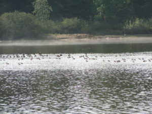 Chasseurs de sud