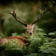 Plusieurs bracelets cerf, biche, faon sont disponibles en début de chasse.