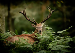 Plusieurs bracelets cerf, biche, faon sont disponibles en début de chasse.