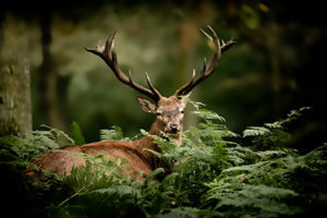 Plusieurs bracelets cerf, biche, faon sont disponibles en début de chasse.