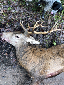 journée chasse grand gibier