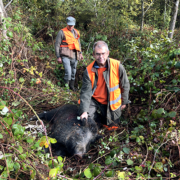 sanglier au ferme