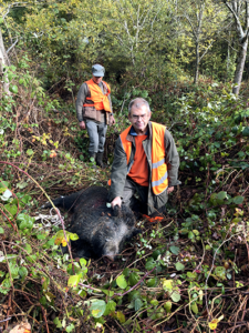 sanglier au ferme