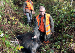 sanglier au ferme